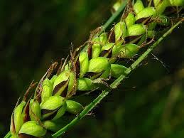 Attēlu rezultāti vaicājumam “Carex hartmanii”