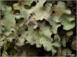 Attēlu rezultāti vaicājumam “Cetrelia sp.”