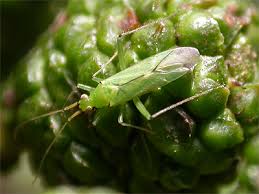 Attēlu rezultāti vaicājumam “Blepharidopterus angulatus”