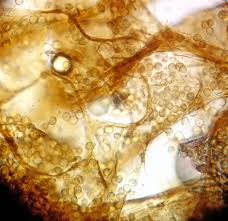 Attēlu rezultāti vaicājumam “Reticularia jurana macro”