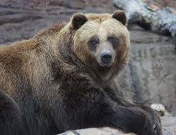 Image result for brown bear