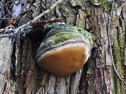 Attēlu rezultāti vaicājumam “Phellinus igniarius”