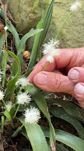 Attēlu rezultāti vaicājumam “Carex pseudocyperus female flower”