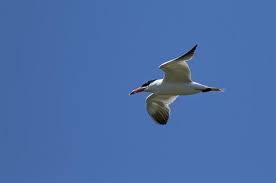 Attēlu rezultāti vaicājumam “Hydroprogne caspia”