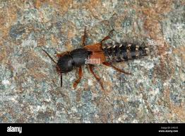 Attēlu rezultāti vaicājumam “Platydracus fulvipes”