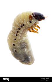 Attēlu rezultāti vaicājumam “Euura brevicornis larva”