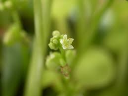 Attēlu rezultāti vaicājumam “Hydrocotyle vulgaris bud”