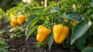 Afbeeldingsresultaat voor californian wonder golden sweet pepper