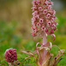 Attēlu rezultāti vaicājumam “Petasites hybridus flower”
