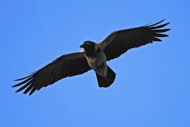 Attēlu rezultāti vaicājumam “Corvus cornix adult”