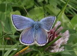 Attēlu rezultāti vaicājumam “Plebejus idas”