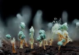 Attēlu rezultāti vaicājumam “Penicillium vulpinum”