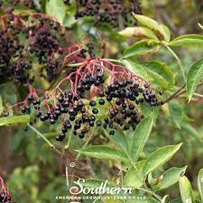 Attēlu rezultāti vaicājumam “Sambucus nigra fruit”