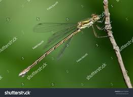 Attēlu rezultāti vaicājumam “Lestes virens female”