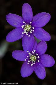 Attēlu rezultāti vaicājumam “Hepatica nobilis leaf”