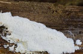 Attēlu rezultāti vaicājumam “Antrodia gossypium”