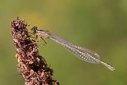 Attēlu rezultāti vaicājumam “Enallagma cyathigerum”