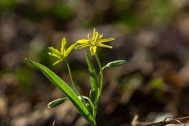 Attēlu rezultāti vaicājumam “Gagea lutea leaf”