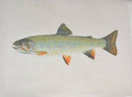 Image result for Salvelinus fontinalis