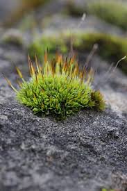 Attēlu rezultāti vaicājumam “Pleurocarpous mosses sporophyte”