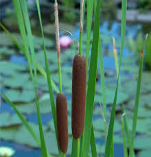 Image result for Rohrkolben