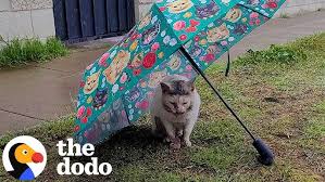 Image result for cat found