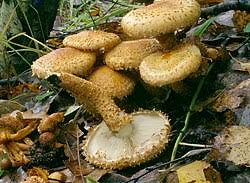 Attēlu rezultāti vaicājumam “Pholiota heteroclita”