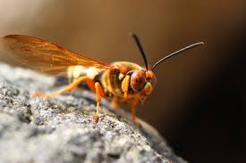 Image result for East Kilbride Wasps