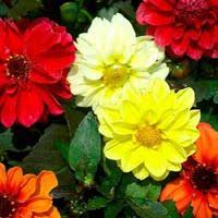 Image result for Dahlia x pinnata `Redskin`
