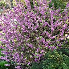 Attēlu rezultāti vaicājumam “Daphne mezereum”