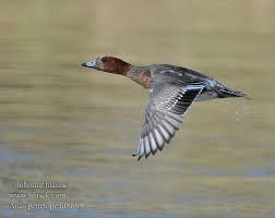 Attēlu rezultāti vaicājumam “Anas penelope”