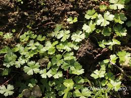 Attēlu rezultāti vaicājumam “Batrachium”