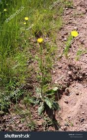 Attēlu rezultāti vaicājumam “Hypochaeris maculata flower”
