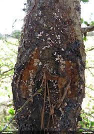 Attēlu rezultāti vaicājumam “Lachnellula willkommii”