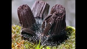 Attēlu rezultāti vaicājumam “Stemonitis virginiensis spores”