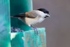 Attēlu rezultāti vaicājumam “Poecile palustris adult”