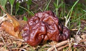 Attēlu rezultāti vaicājumam “Fuligo gyrosa spores”