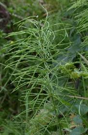 Attēlu rezultāti vaicājumam “Equisetum pratense”