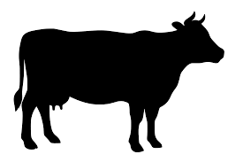 Attēlu rezultāti vaicājumam “Bos primigenius taurus”