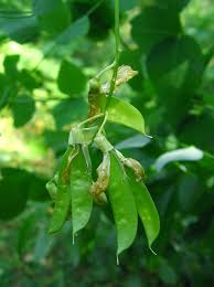 Attēlu rezultāti vaicājumam “Vicia pisiformis”