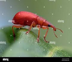 Attēlu rezultāti vaicājumam “Apion sp.”