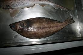 Image result for Reinhardtius hippoglossoides