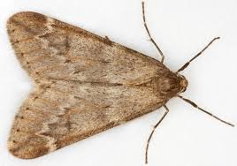 Attēlu rezultāti vaicājumam “Alsophila aescularia”