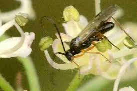 Attēlu rezultāti vaicājumam “Melanchra persicariae larva”