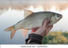 Attēlu rezultāti vaicājumam “Leuciscus idus”