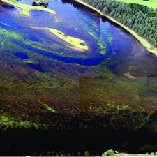 Attēlu rezultāti vaicājumam “Juncus bulbosus fruit”