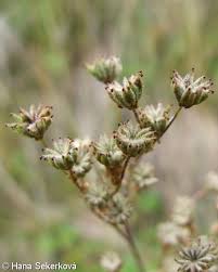 Attēlu rezultāti vaicājumam “Filipendula vulgaris flower”