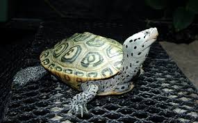Image result for Malaclemys terrapin