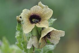 Attēlu rezultāti vaicājumam “Hyoscyamus niger flower”