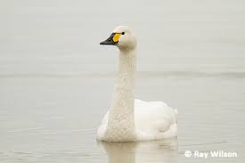 Attēlu rezultāti vaicājumam “Cygnus columbianus”